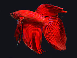 Contents 3 betta harems (female sorority + male betta) 5 so, is it possible to keep male and female bettas together? Red Cambodian Longfin Betta Male Aquasnack