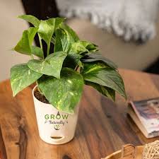 Grow And Glow Money Plant Gift Send