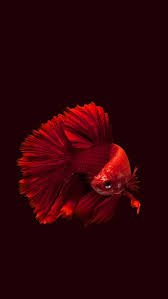 red fish hd phone wallpaper peakpx