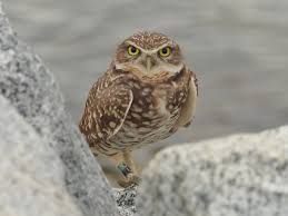 Pets offered by humane societies and shelters, owners and breeders rehoming kitten for my sister. Burrowing Owl Tsawwassen Bc Canada Pet Birds Owl Burrowing Owl