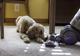 will carpet cleaning remove pet hair