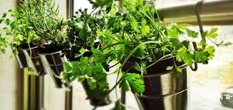 Diy Window Herb Garden From Ikea Pots