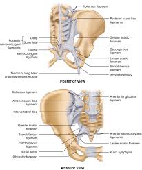 What other muscles with attachments in the pelvis can this pelvic anatomy lesson bring into focus. Anatomy Neuroanatomy And Biomechanics Of The Pelvis Springerlink
