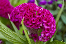 The Best Flowering Plants For Indian