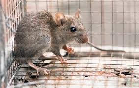 why rat removal is important and what