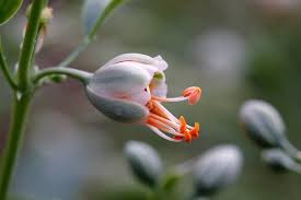 Zygophyllum fabago L., Syrian bean-caper (World flora) - Pl@ntNet ...