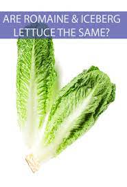 are romaine lettuce and iceberg lettuce