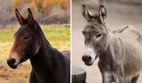 Horses and donkeys are different species, with different numbers of chromosomes. Difference Between A Donkey And A Mule Helpful Horse Hints