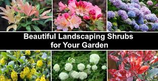 bushes and shrubs for landscaping