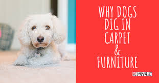 why dogs dig in carpet furniture