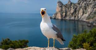 19 facts about seagulls facts net