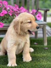 available puppies sf golden retrievers