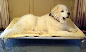 dog beds for large dogs kuranda dog beds