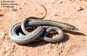 I'm guessing legless lizards are a separate derivation from snakes. Lialis Burtonis The Reptile Database