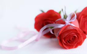 rose flowers wallpapers free