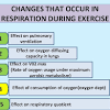 The Effects of Exercise on the Pulmonary Ventilation Rate
