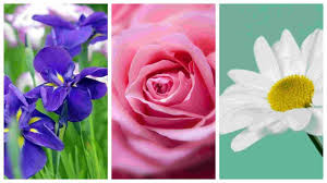 Trovare una buona immagine di buon compleanno con dei fiori può aiutare a rendere ancora più speciale la giornata del festeggiato/a! Che Fiore Sei Scoprilo Con Il Test Psicologico Dei Tre Fiori