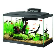 Chili rasbora / mosquito rasbora. Aqueon Led 10 Gallon Fish Tank Aquarium Led Kit Aquascaping Pro