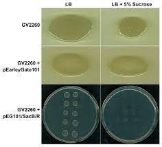 the growth of agrobacterium tumefaciens