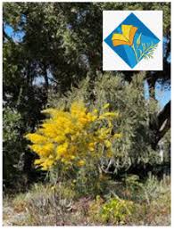 drought tolerant trees and shrubs