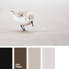 black and white color palette ideas
