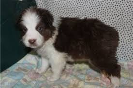 To work as a herding dog on ranches. Australian Shepherd Puppies For Sale From Fayetteville Arkansas Breeders