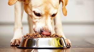 Как правильно перевести собаку на сухой корм: пошаговая инструкция