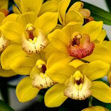 There are about 45 species within this genus; Top 25 Most Beautiful Yellow Flowers