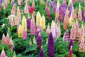 Spring flowers that grow every year. 25 Best Flowering Perennials For Season Long Color Hgtv