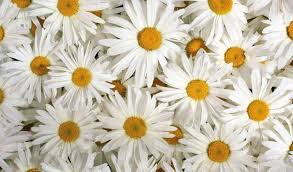 beautiful white flowers for your garden