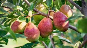 15 fruit trees that can grow in the