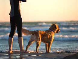 3 great dog friendly beaches in emerald