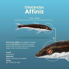 Kegiatan menjaga dan melestarikan tumbuhan sama dengan menjaga alam sekitar. 8 Otocinclus Affinis Otocinclus Affinis Merupakan Ikan Yang Memakan Algae Tanpa Merusak Tanaman Ikan Ini Dapat Menekan Pertumbuhan A Aquascape Fish Fish Pet