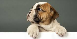 wallpaper bulldog cute puppy dog
