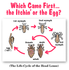Life Cycle Of Lice