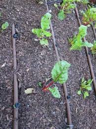 Drip Irrigation For Vegetables
