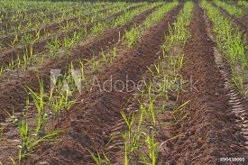Photo Art Print Row Of Small Sugarcane Growing In Farm Europosters