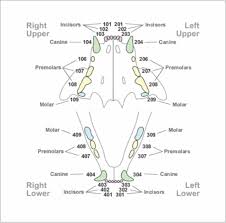 Increasing Clients And Your Own Dental Awareness From The