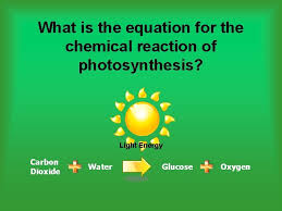 Photosynthesis Cellular Respiration An
