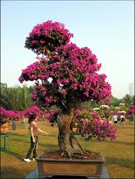bougainvillea bonsai brilliant or a