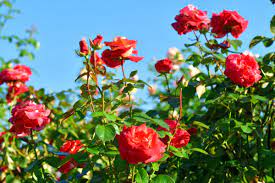 when to plant roses for stellar summer
