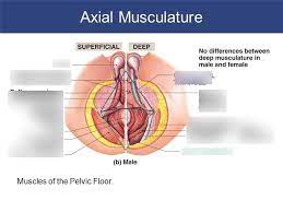 pelvic floor for males diagram