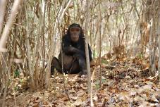 Hidden Treasure of Life - Chimpanzee Tour