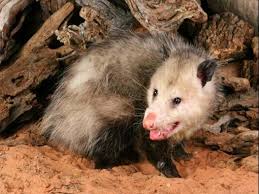 Opossum Facts: Removal & Control of Opossums - PestWorld
