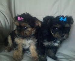 Hello, and welcome to our website! Very Tiny Micro Teacup Yorkiepoo Puppies For Sale In Cleveland Tennessee Classified Americanlisted Com