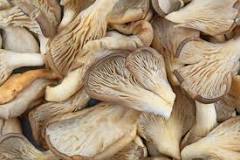Can you eat old oyster mushrooms?