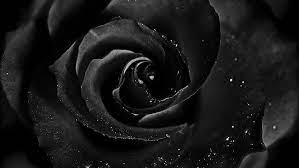hd wallpaper black rose wallpaper flare
