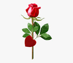 beautiful single rose red single rose