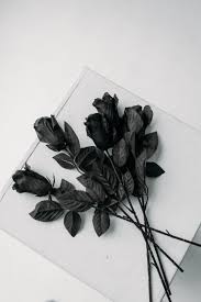 black roses on table free stock photo