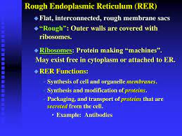 Rough endoplasmic reticulum is an organelle found in eukaryotic cells. Cell Structure A Tour Of The Cell Ppt Download